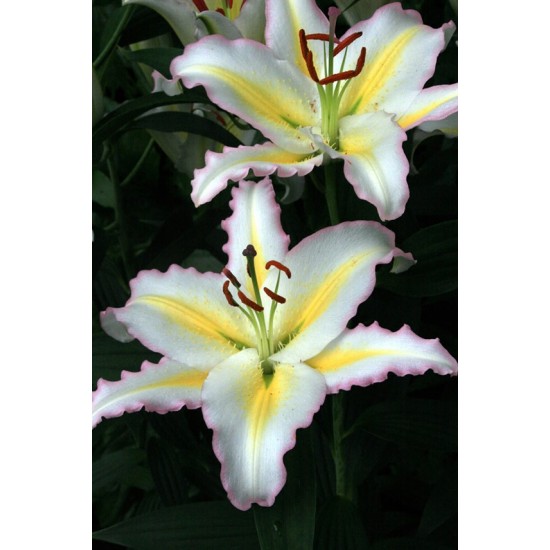 Lilium 'Primrose Hill'