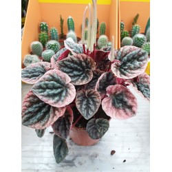 Пеперомия (Peperomia)