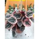 Пеперомия (Peperomia)