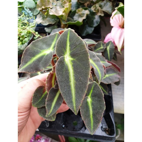 Бегония  (Begonia Rex) Angel Wings Mini