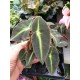 Бегония  (Begonia Rex) Angel Wings Mini