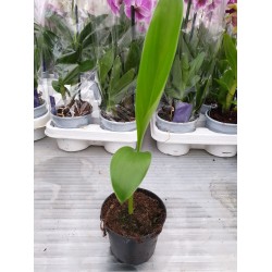 Декоративен банан (Ensete ventricosum)