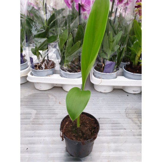 Декоративен банан (Ensete ventricosum)