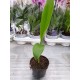 Декоративен банан (Ensete ventricosum)