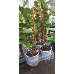 Дендробиум  Нобиле (Dendrobium nobile) - прецъфтял