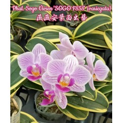 Орхидея Фаленопсис (Phal. Sogo Vivien 'Sogo F858' variegata)