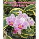 Орхидея Фаленопсис (Phal. Sogo Vivien Sogo F858 variegata) Орхидея Фаленопсис (Phal. Sogo Vivien Sogo F858 variegata)