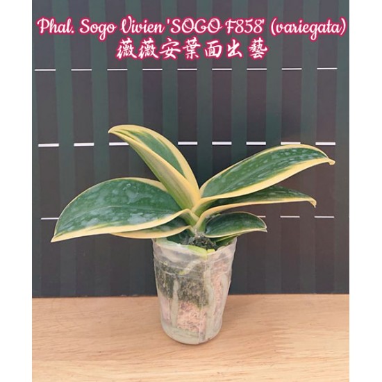 Орхидея Фаленопсис (Phal. Sogo Vivien Sogo F858 variegata) Орхидея Фаленопсис (Phal. Sogo Vivien Sogo F858 variegata)