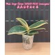 Орхидея Фаленопсис (Phal. Sogo Vivien Sogo F858 variegata) Орхидея Фаленопсис (Phal. Sogo Vivien Sogo F858 variegata)