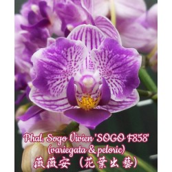 Орхидея Фаленопсис (Phal. Sogo Vivien 'Sogo F858' variegata & peloric)