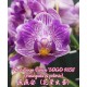 Орхидея Фаленопсис (Phal. Sogo Vivien Sogo F858 variegata & peloric) Орхидея Фаленопсис (Phal. Sogo Vivien Sogo F858 variegata & peloric)