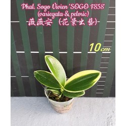 Орхидея Фаленопсис (Phal. Sogo Vivien 'Sogo F858' variegata & peloric) Орхидея Фаленопсис (Phal. Sogo Vivien 'Sogo F858' variegata & peloric)