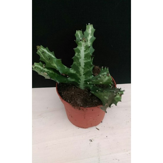 Еуфорбия Euphorbia lactea PR5338