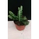 Еуфорбия Euphorbia lactea PR5338