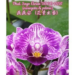 Орхидея Фаленопсис (Phal. Sogo Vivien 'SOGO F858' (variegata & peloric))