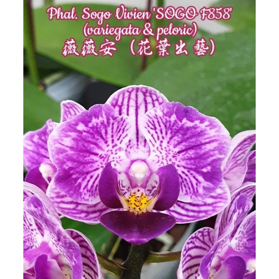 Орхидея Фаленопсис (Phal. Sogo Vivien SOGO F858 (variegata & peloric)) Орхидея Фаленопсис (Phal. Sogo Vivien SOGO F858 (variegata & peloric))