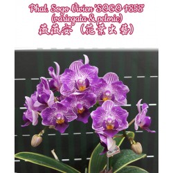 Орхидея Фаленопсис (Phal. Sogo Vivien 'SOGO F858' (variegata & peloric)) Орхидея Фаленопсис (Phal. Sogo Vivien 'SOGO F858' (variegata & peloric))