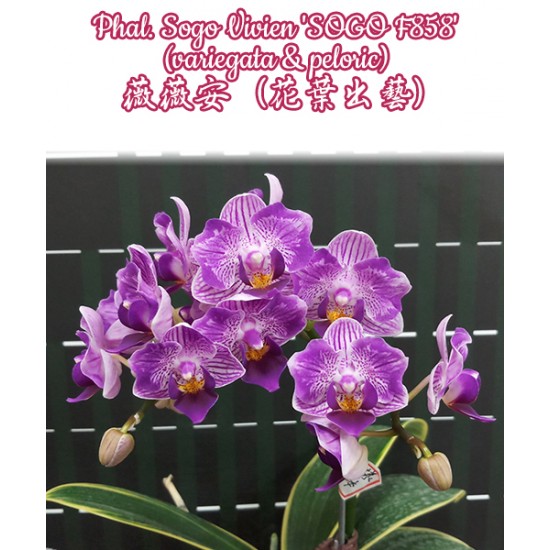 Орхидея Фаленопсис (Phal. Sogo Vivien SOGO F858 (variegata & peloric)) Орхидея Фаленопсис (Phal. Sogo Vivien SOGO F858 (variegata & peloric))