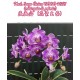 Орхидея Фаленопсис (Phal. Sogo Vivien SOGO F858 (variegata & peloric)) Орхидея Фаленопсис (Phal. Sogo Vivien SOGO F858 (variegata & peloric))