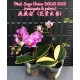Орхидея Фаленопсис (Phal. Sogo Vivien SOGO F858 (variegata & peloric)) Орхидея Фаленопсис (Phal. Sogo Vivien SOGO F858 (variegata & peloric))