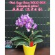 Орхидея Фаленопсис (Phal. Sogo Vivien SOGO F858 (variegata & peloric)) Орхидея Фаленопсис (Phal. Sogo Vivien SOGO F858 (variegata & peloric))