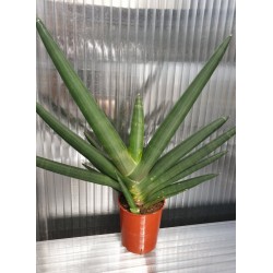Сансевиера Sansevieria Cylindrica Tiara Emerald