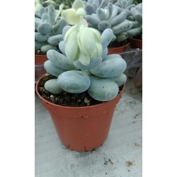Пахифитум Pachyphytum Oviferum PR4987
