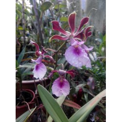 Oрхидея Encyclia cordigera 