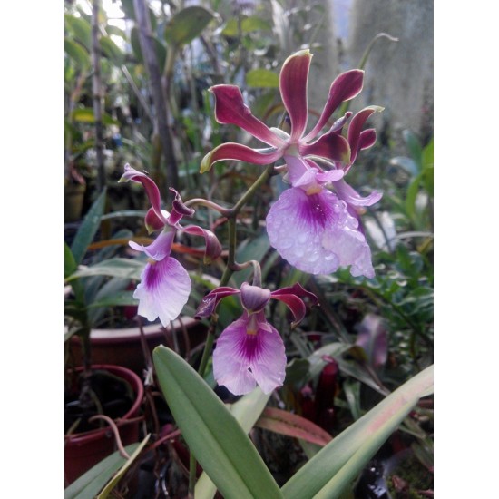 Oрхидея Encyclia cordigera
