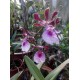 Oрхидея Encyclia cordigera