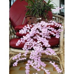 Oрхидея Ionopsis Paniculata