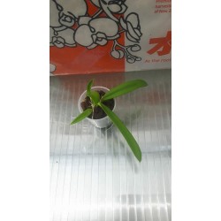 Oрхидея Ionopsis Paniculata Oрхидея Ionopsis Paniculata