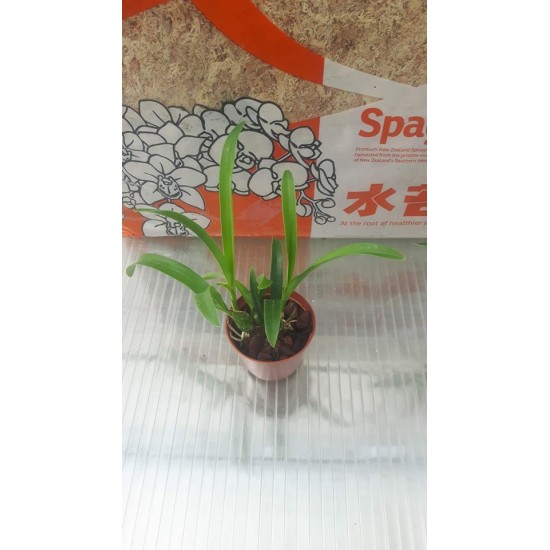 Oрхидея Encyclia cordigera
