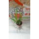 Oрхидея Encyclia cordigera