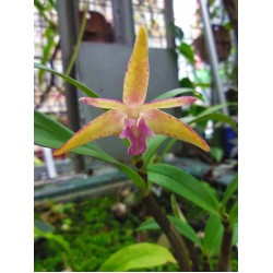 Oрхидея Дендробиум (Dendrobium king zip red splash x tetragonum giganteum)