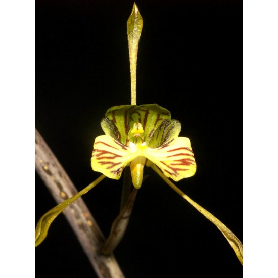 Oeceoclades spathulifera