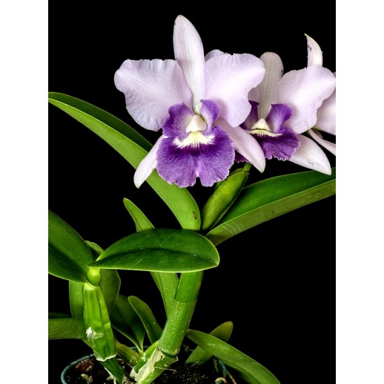 Laeliocattleya Final Blue