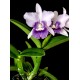 Laeliocattleya Final Blue