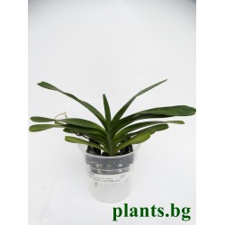 Ванда (Vanda flabellata) Ванда (Vanda flabellata)