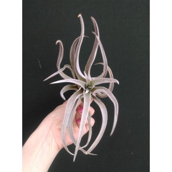 Тиландсия Tillandsia Chiapensis PR5306