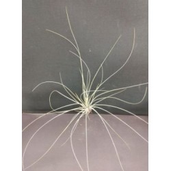 Тиландсия Tillandsia argentea PR5305