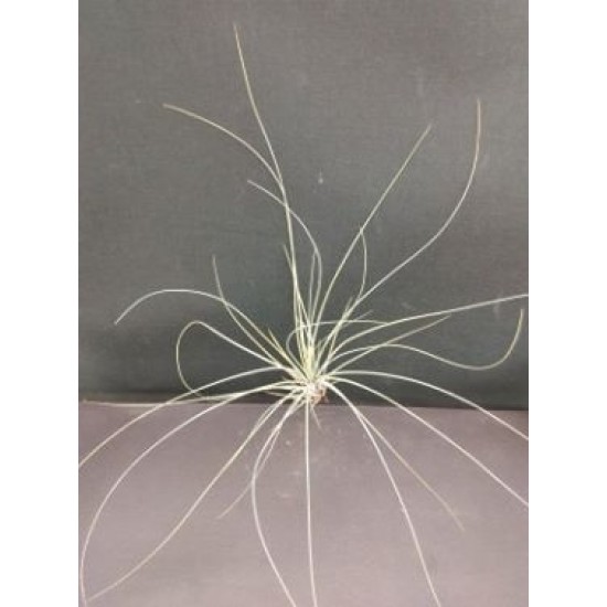 Тиландсия Tillandsia argentea PR5305
