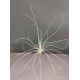 Тиландсия Tillandsia argentea PR5305