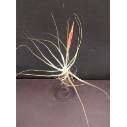 Тиландсия Tillandsia argentea в цъфтеж PR5309
