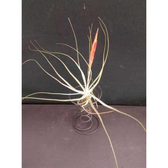 Тиландсия Tillandsia argentea в цъфтеж PR5309