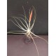 Тиландсия Tillandsia argentea в цъфтеж PR5309