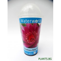 Водна лилия червена (Nymphaea Baby Red)