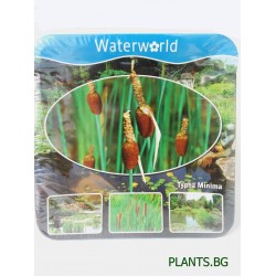 Папур (Typha minima)