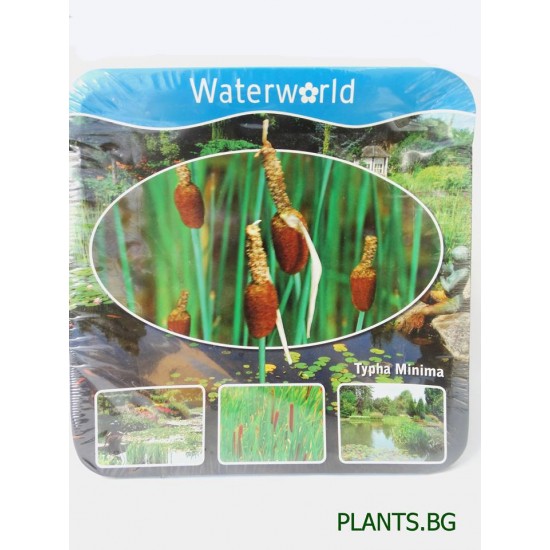 Папур (Typha minima)