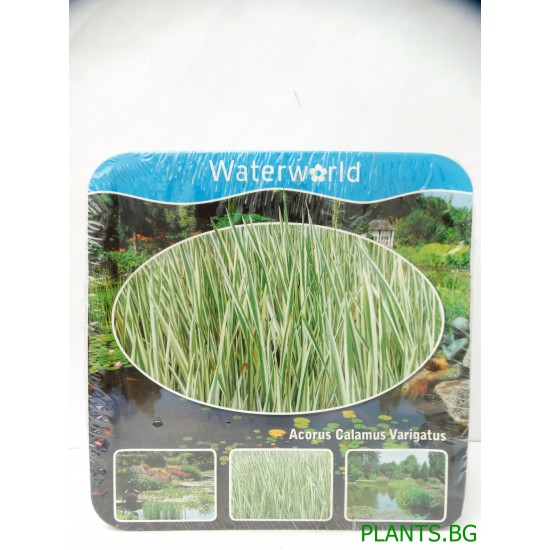 Блатен аир (Acorus calamus Variegatus)